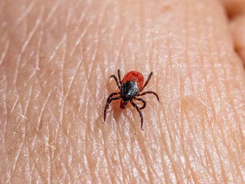 Fästing med borrelia på huden. Få behandling mot borrelia online. ReceptOnline.se